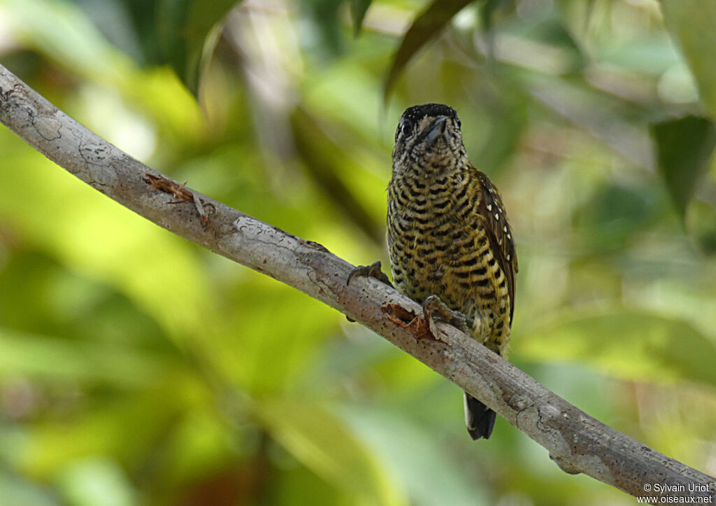 Golden-spangled Piculet female adult