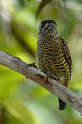 Golden-spangled Piculet