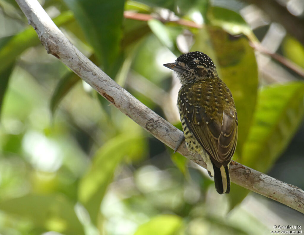 Golden-spangled Piculet female adult