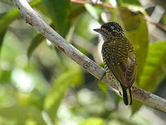 Golden-spangled Piculet