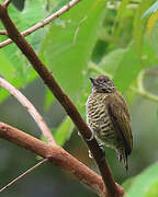 Lafresnaye's Piculet