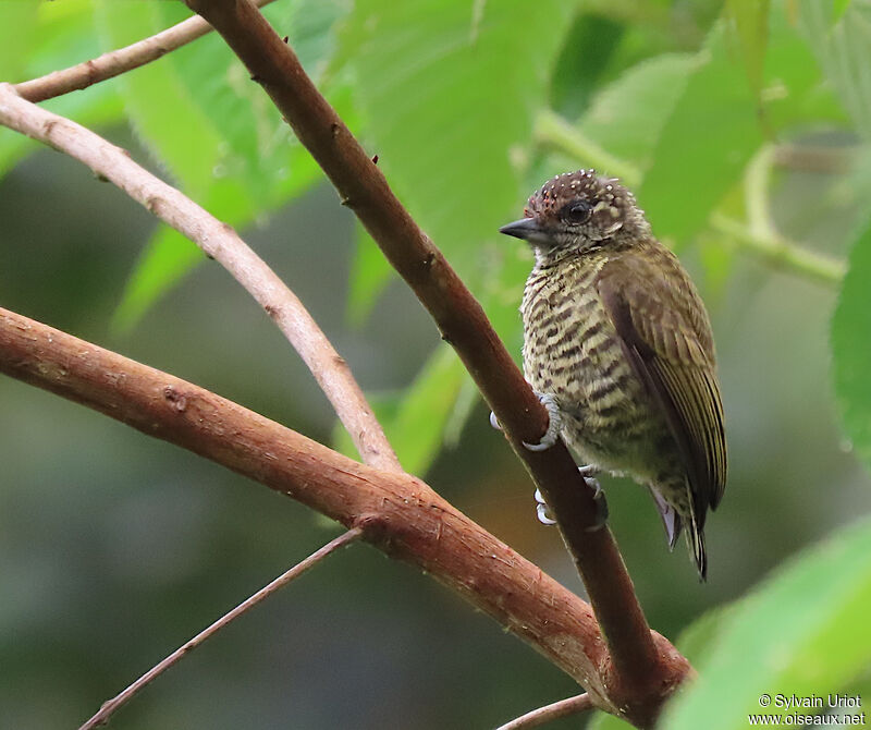 Lafresnaye's Piculet male immature