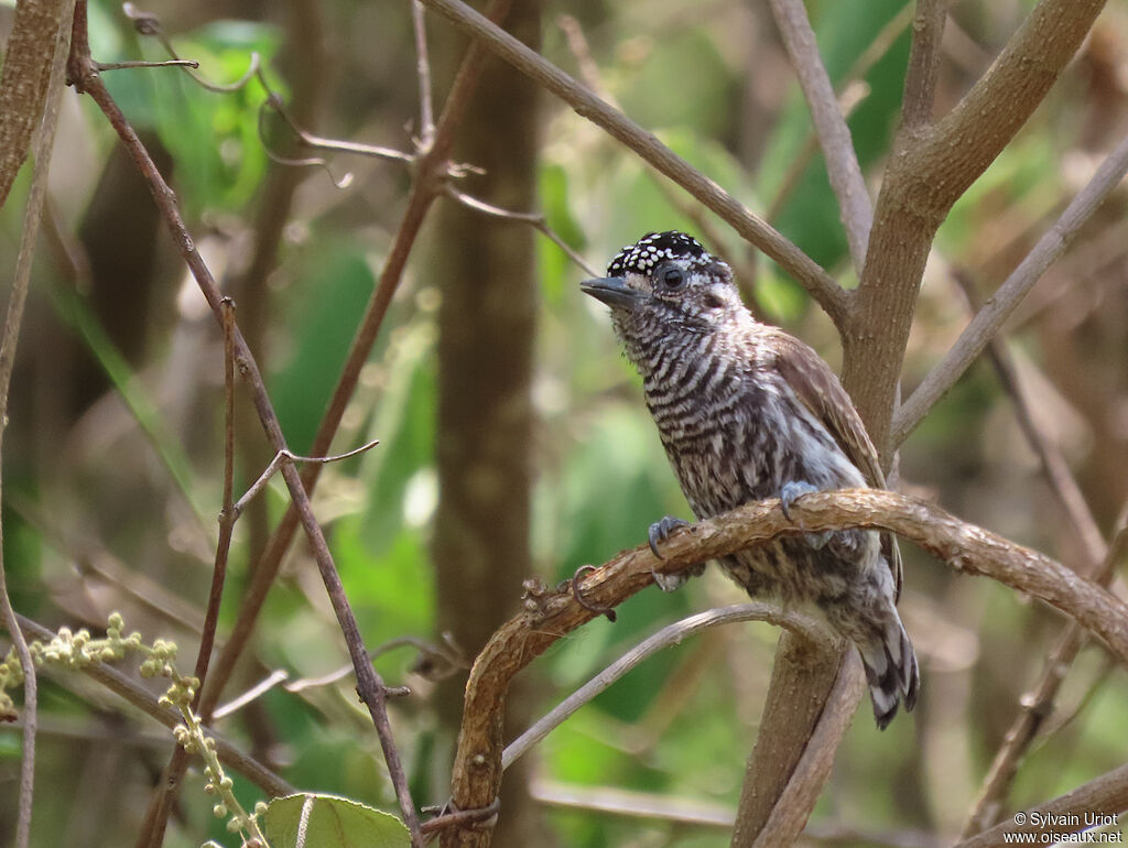 Ecuadorian Piculet female adult