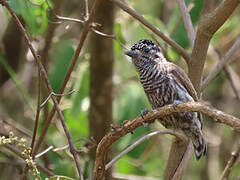 Ecuadorian Piculet