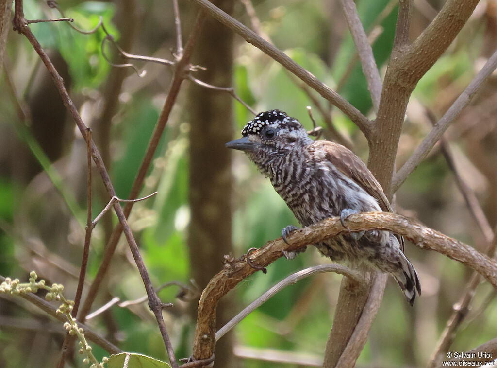 Ecuadorian Piculet female adult