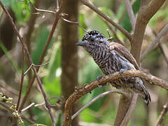 Ecuadorian Piculet