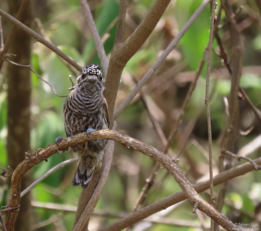 Ecuadorian Piculet female adult