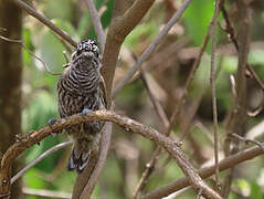 Ecuadorian Piculet