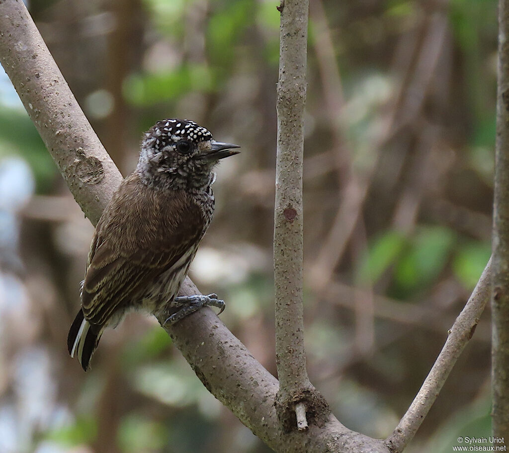 Ecuadorian Piculet female adult