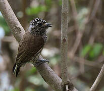 Ecuadorian Piculet