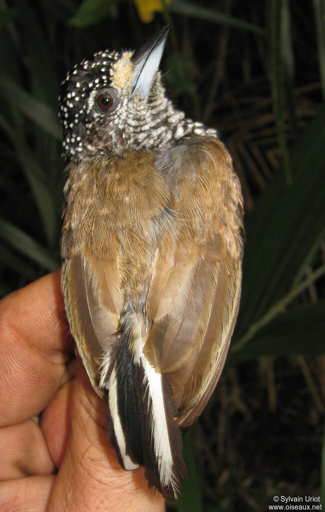 White-barred Piculet female adult