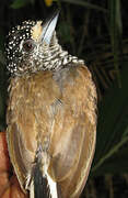 White-barred Piculet