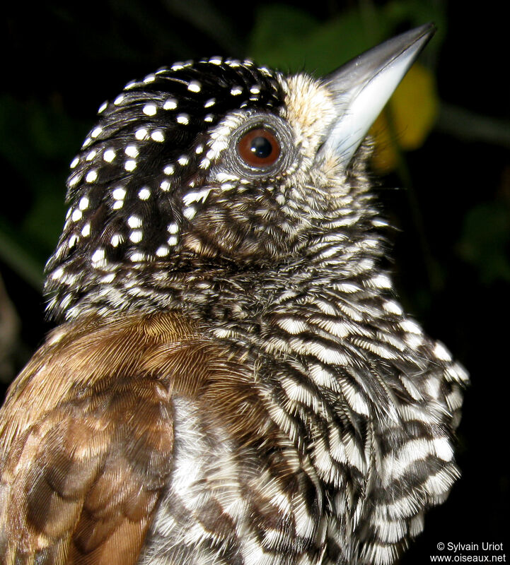 White-barred Piculet female adult
