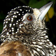 White-barred Piculet