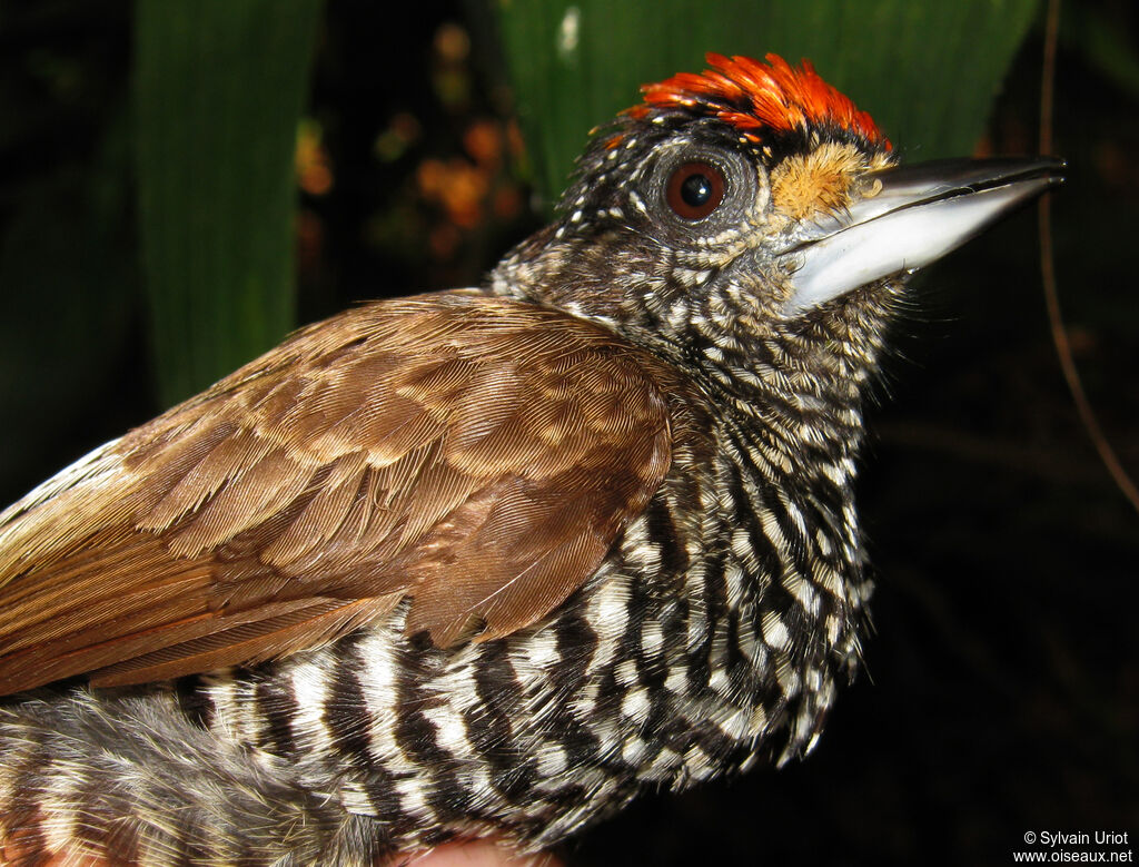 White-barred Piculet male adult