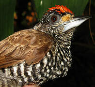 White-barred Piculet