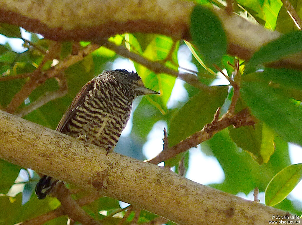 White-barred Piculet