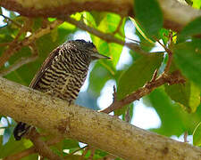 White-barred Piculet