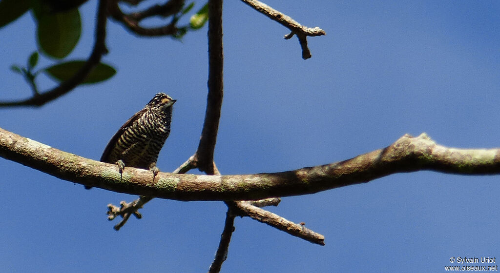 White-barred Piculet female adult