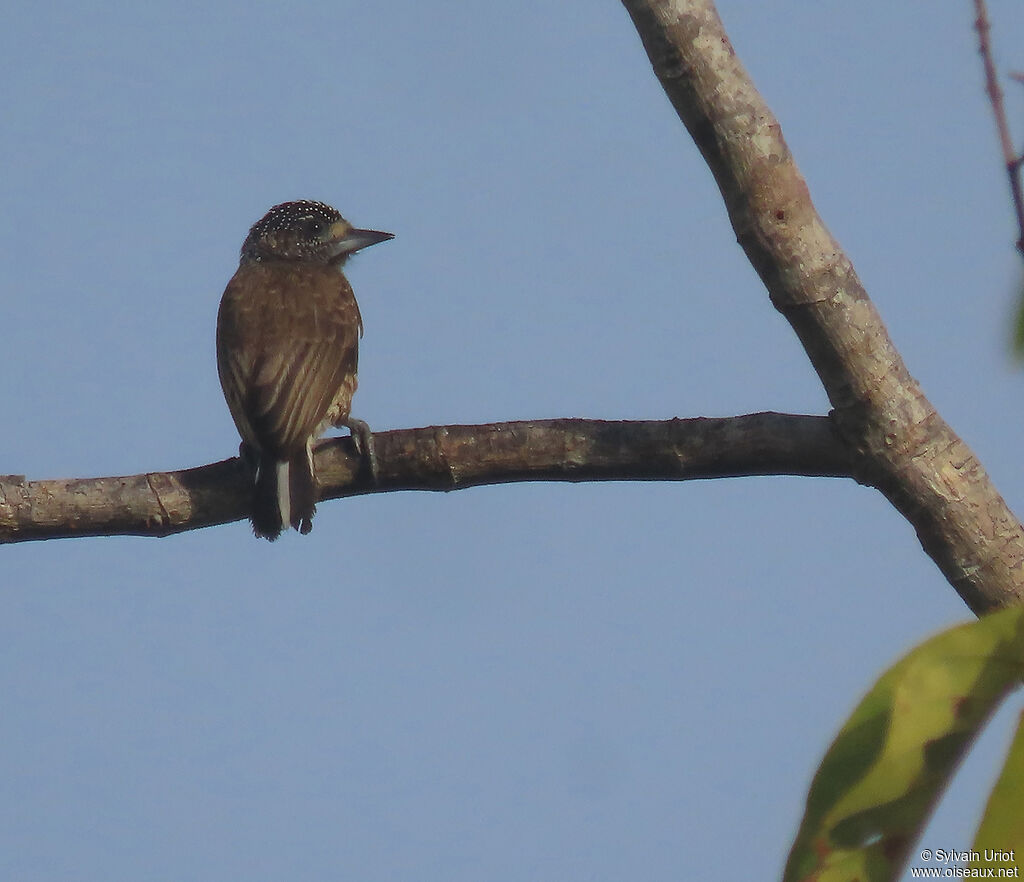 White-barred Piculet female adult