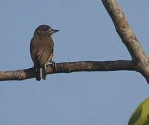 White-barred Piculet