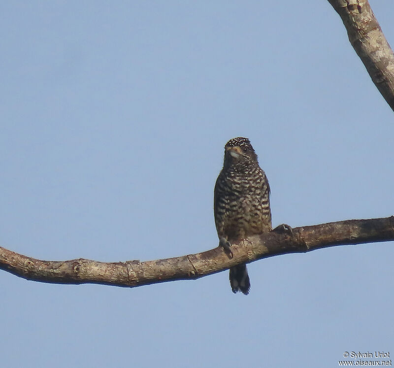 White-barred Piculet female adult