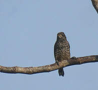 White-barred Piculet