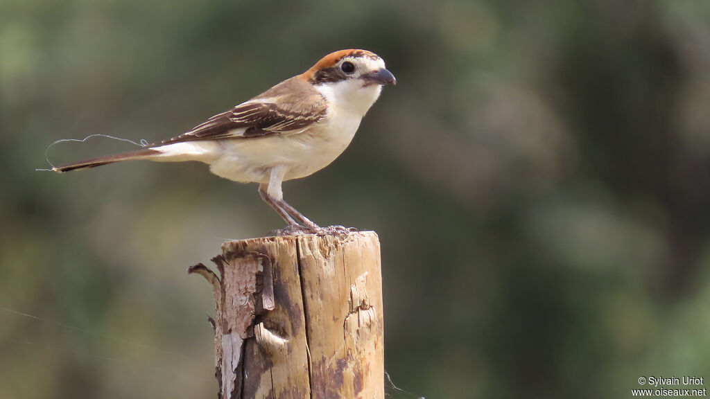 Pie-grièche à tête rousse femelle, adulte