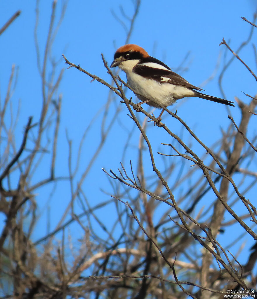 Pie-grièche à tête rousse mâle, adulte