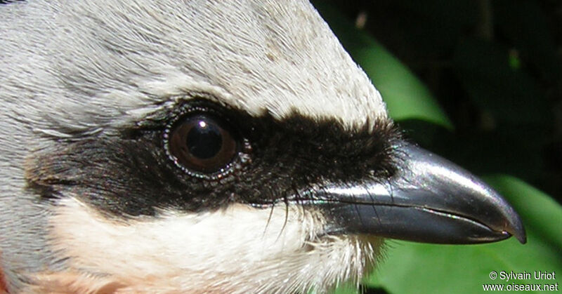 Red-backed Shrike male adult, close-up portrait