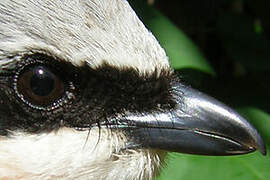 Red-backed Shrike