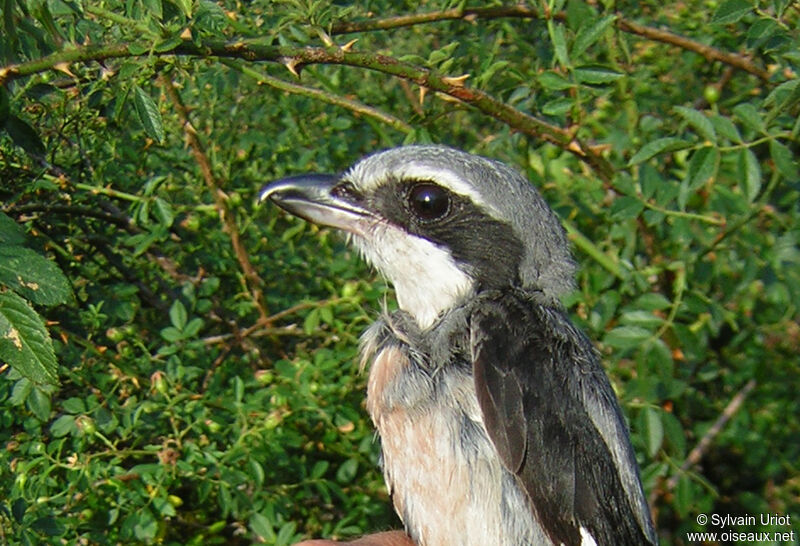 Iberian Grey Shrikeadult, close-up portrait