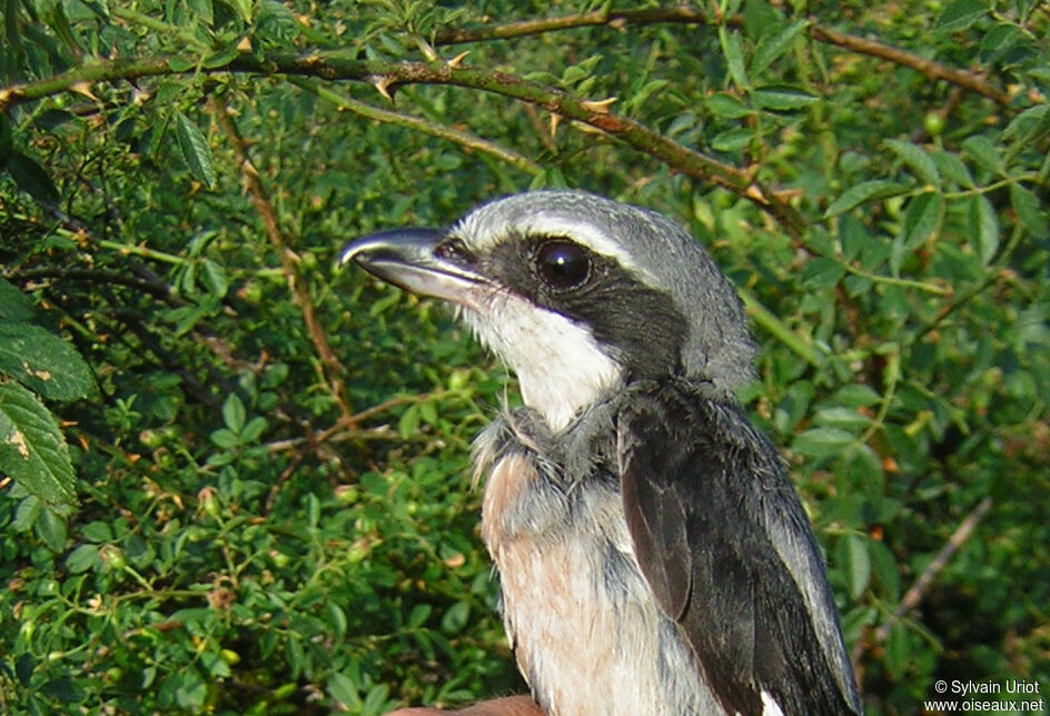 Iberian Grey Shrikeadult, close-up portrait