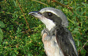 Iberian Grey Shrike