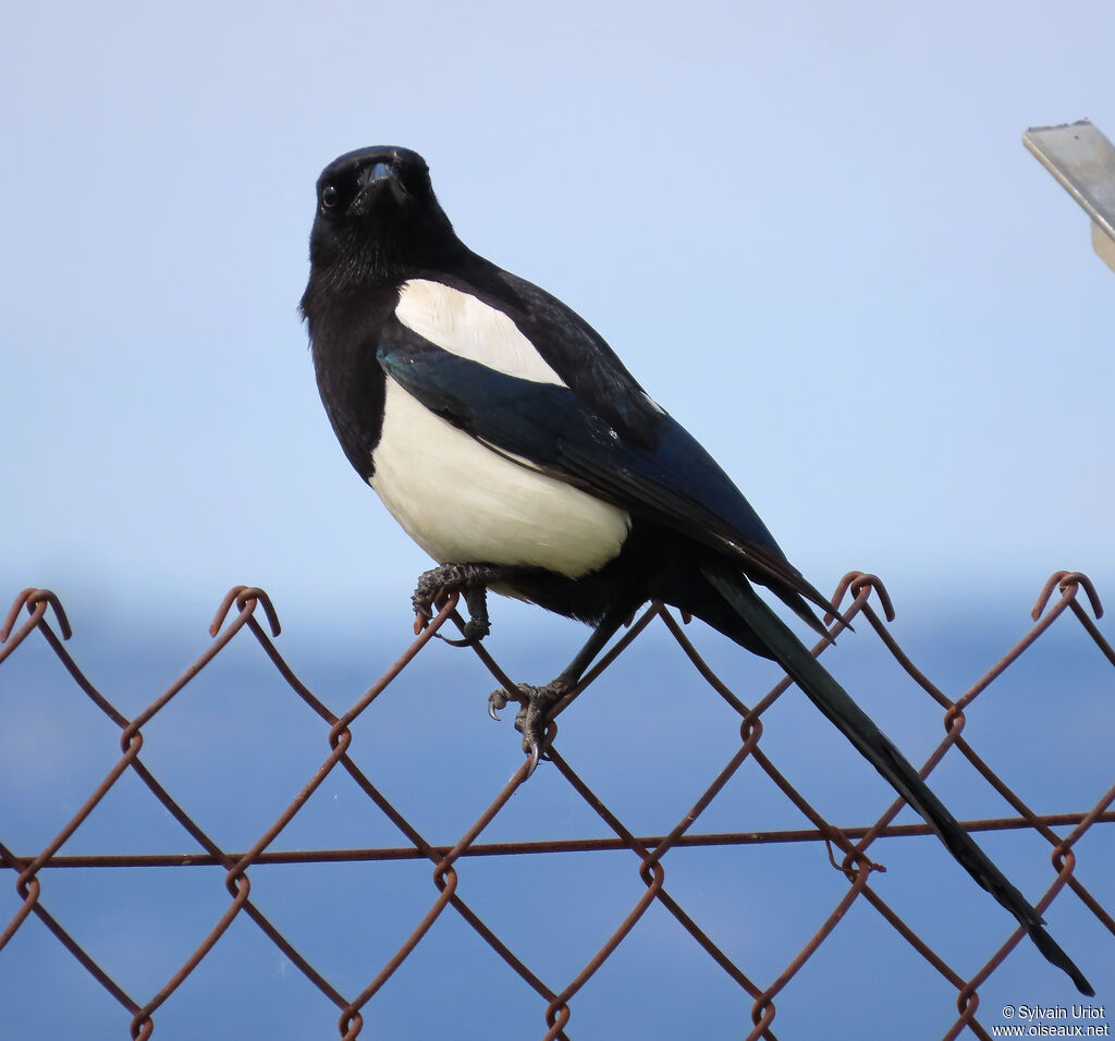 Eurasian Magpie adult
