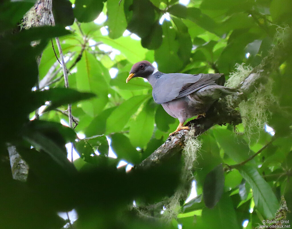 Band-tailed Pigeonadult