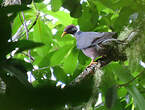 Pigeon à queue barrée