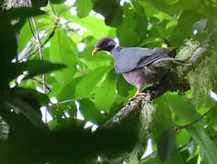 Band-tailed Pigeon