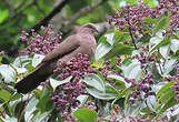 Pigeon plombé