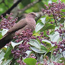 Pigeon plombé