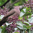 Pigeon plombé