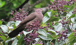 Pigeon plombé