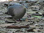 Pigeon plombé
