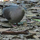 Pigeon plombé