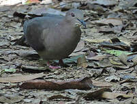 Pigeon plombé