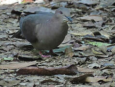 Pigeon plombé