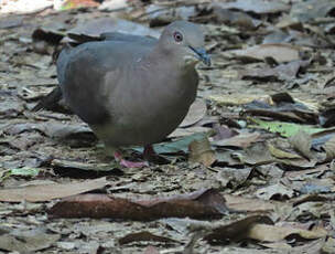 Pigeon plombé