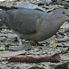 Pigeon plombé