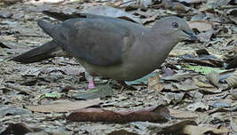 Pigeon plombé