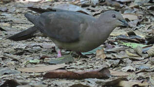 Pigeon plombé